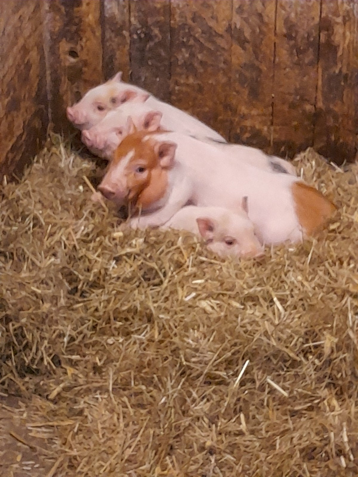 mini gottinger bigjes, Dieren en Toebehoren, Meerdere dieren