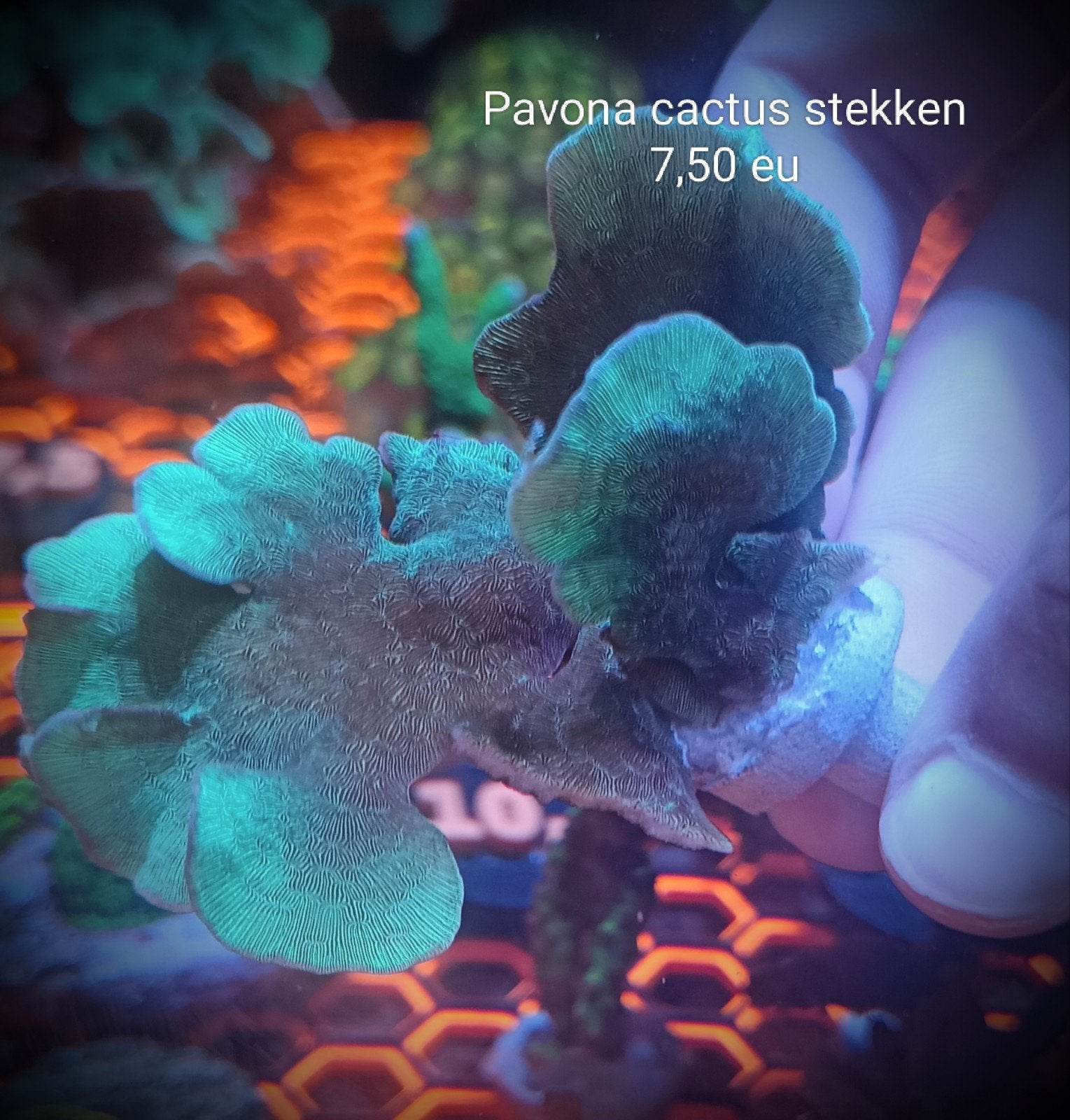 pavona cactus stekken, Dieren en Toebehoren, Vissen | Aquariumvissen, Overige typen, Zoutwatervis