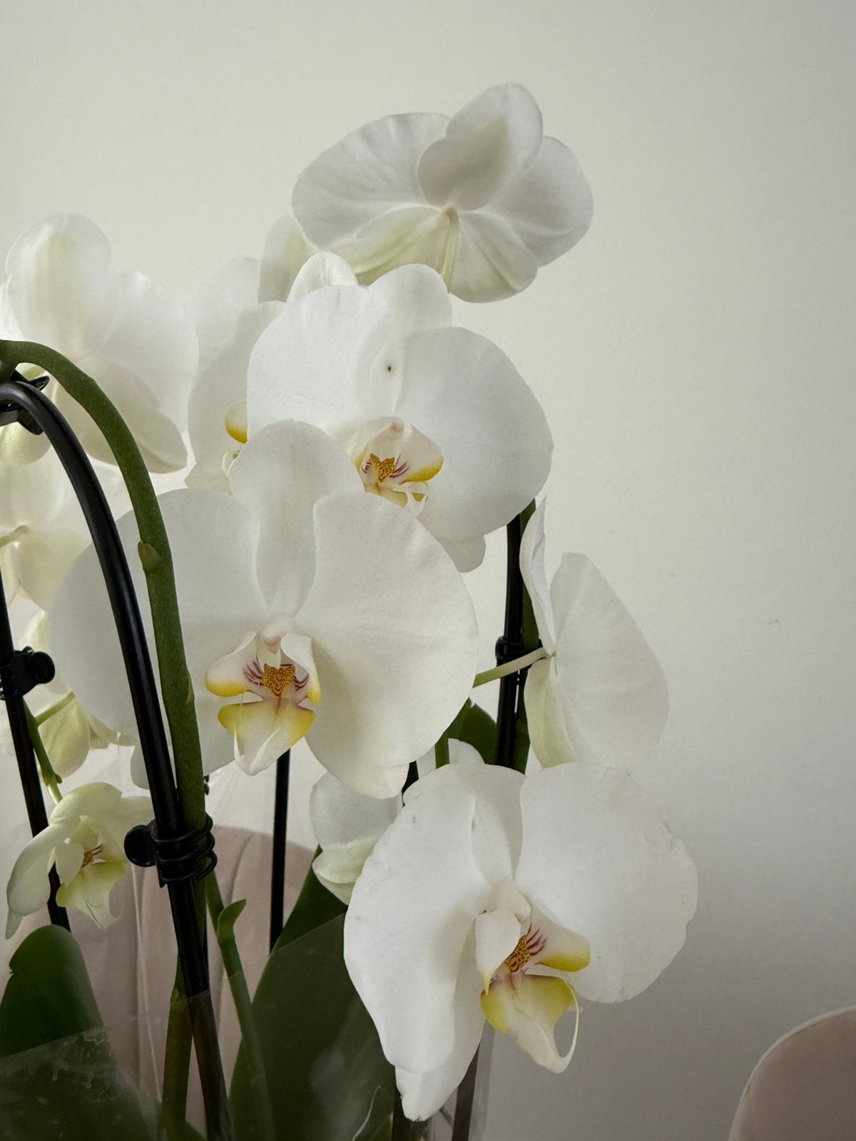 Vlinderorchidee 3 tak (Phalaenopsis 'Tokyo') D 21 H 65 cm, Ophalen, Halfschaduw, Minder dan 100 cm