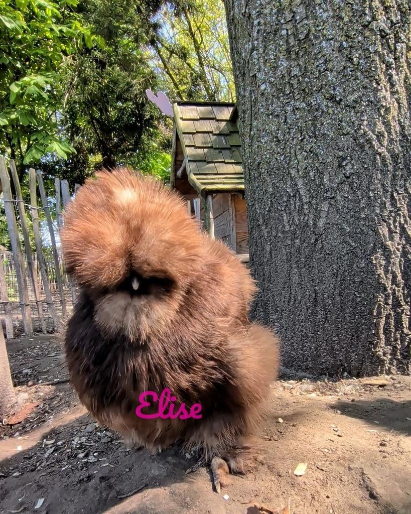 Broedeieren choco USA zijdehoenders mottled kippen, Dieren en Toebehoren, Kip