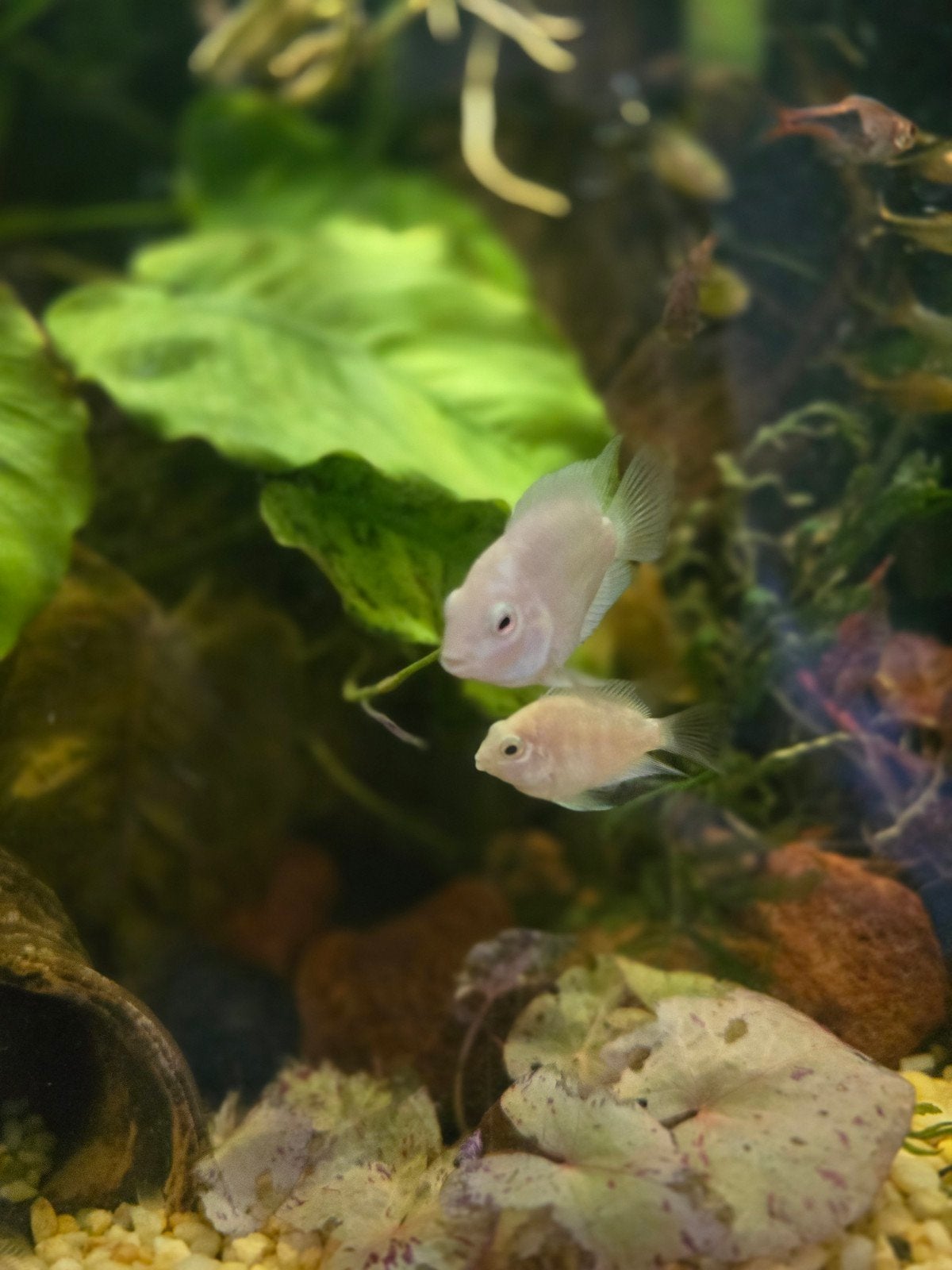 Platinum Polar Parrot Cichlid €14,99 ps, Vis