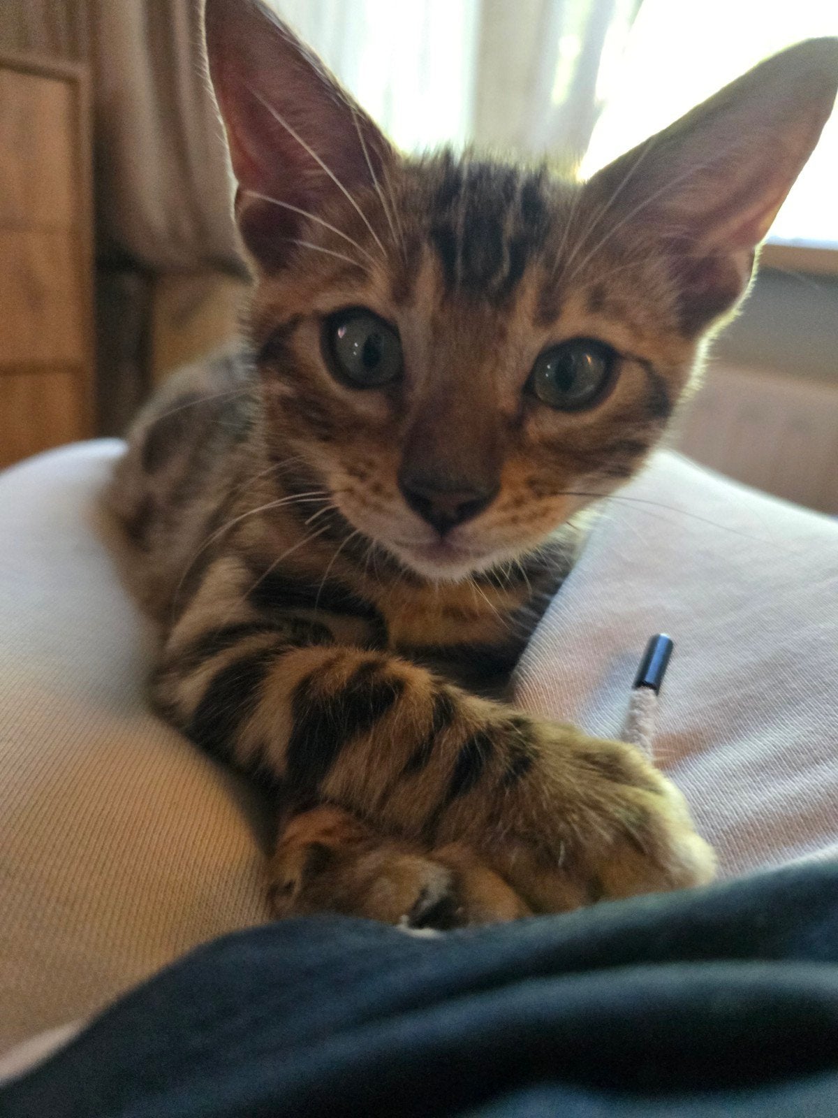 Bengaalse kitten, 100% bengaal. mogen verhuizen!, Dieren en Toebehoren, Katten en Kittens | Raskatten | Korthaar, Meerdere dieren