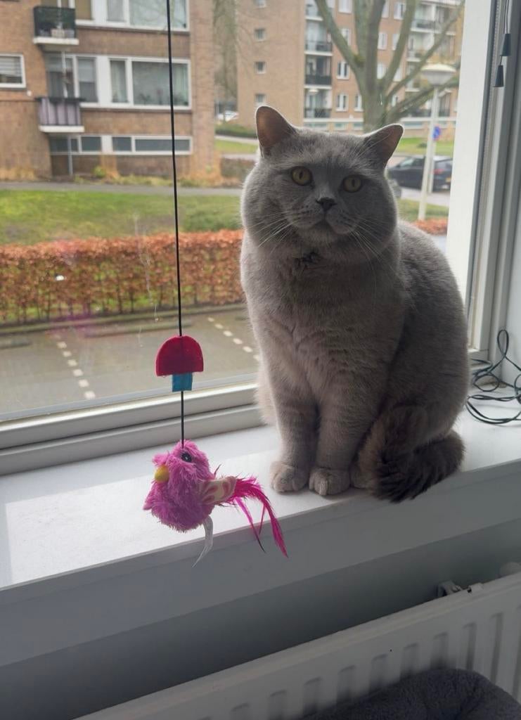 Britse korthaar dekkater lilac + dekkingsgarantie BEKEND, Dieren en Toebehoren, Katten en Kittens | Dekkaters, 3 tot 5 jaar