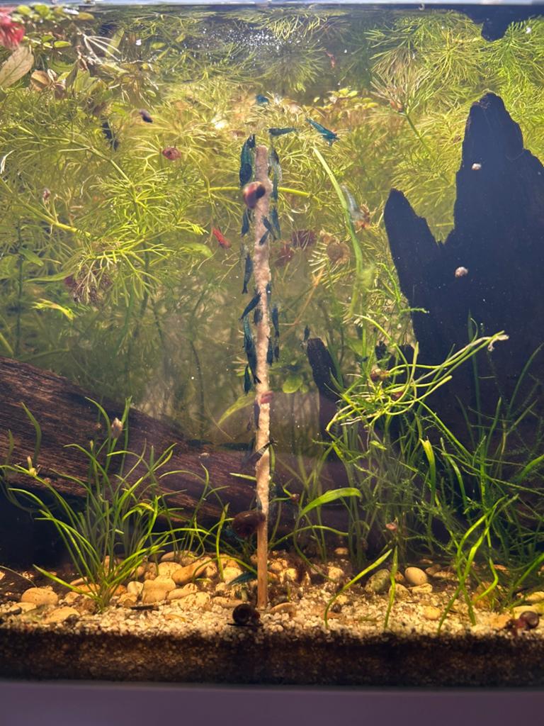 Blauwe neocaridina garnalen, Dieren en Toebehoren, Vissen | Aquaria en Toebehoren, Ophalen, Nieuw, Overige typen