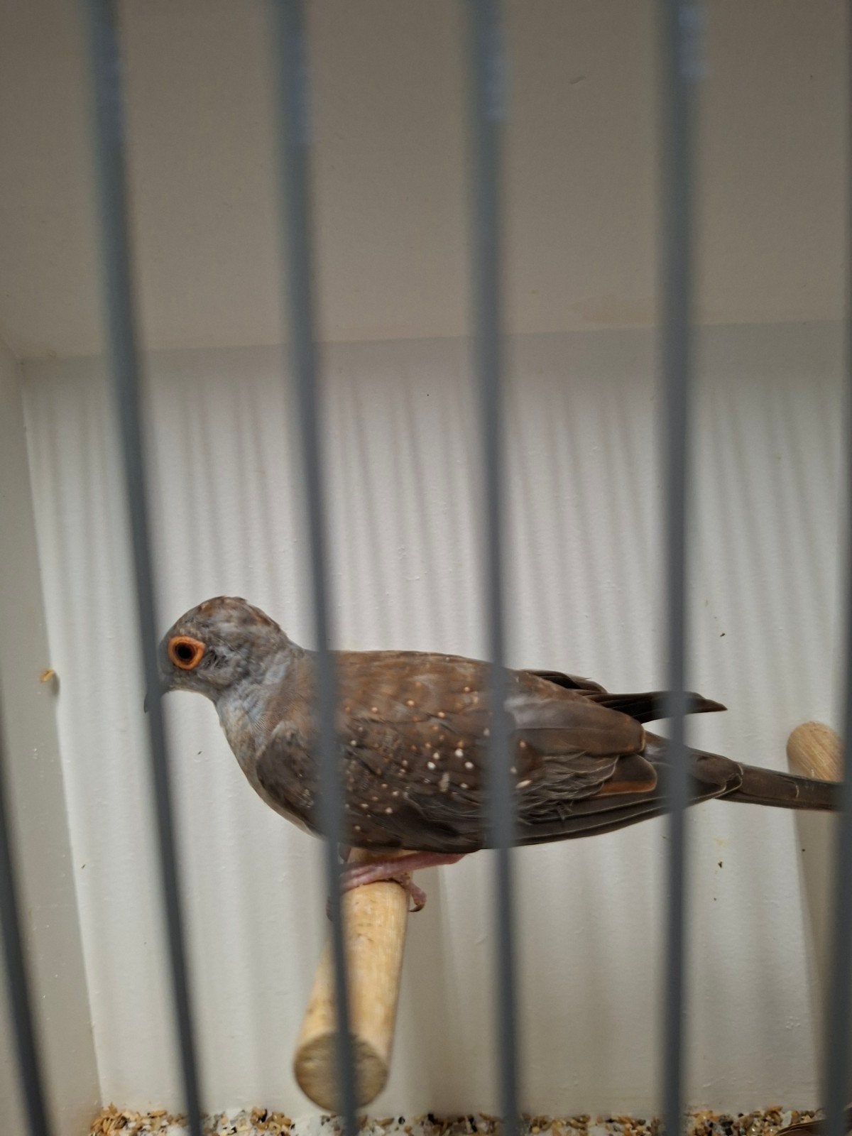 diamant duifjes, Dieren en Toebehoren, Vrouwelijk, Tropenvogel
