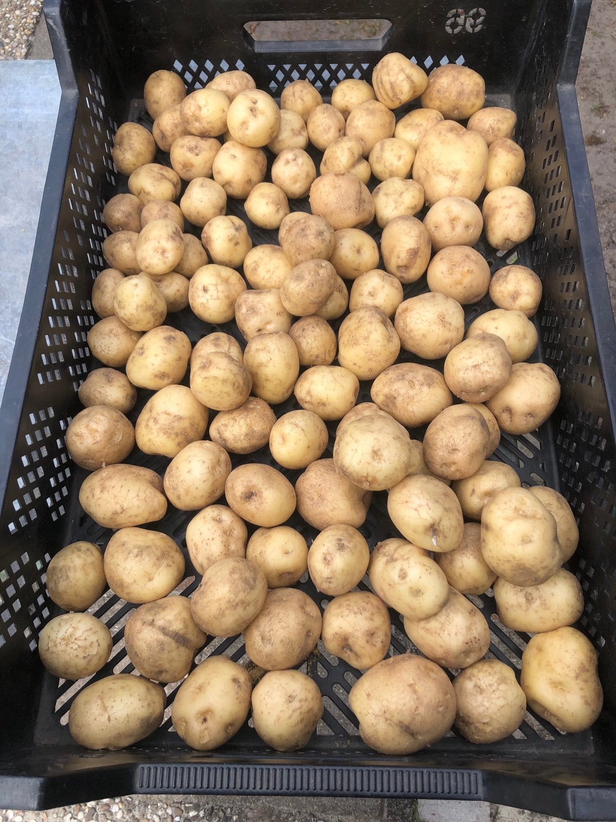 Parel aardappelen, Ophalen