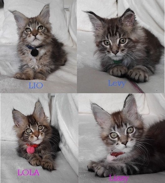 Mooie Maine Coon kittens, Dieren en Toebehoren, Meerdere dieren, Met stamboom, 0 tot 2 jaar