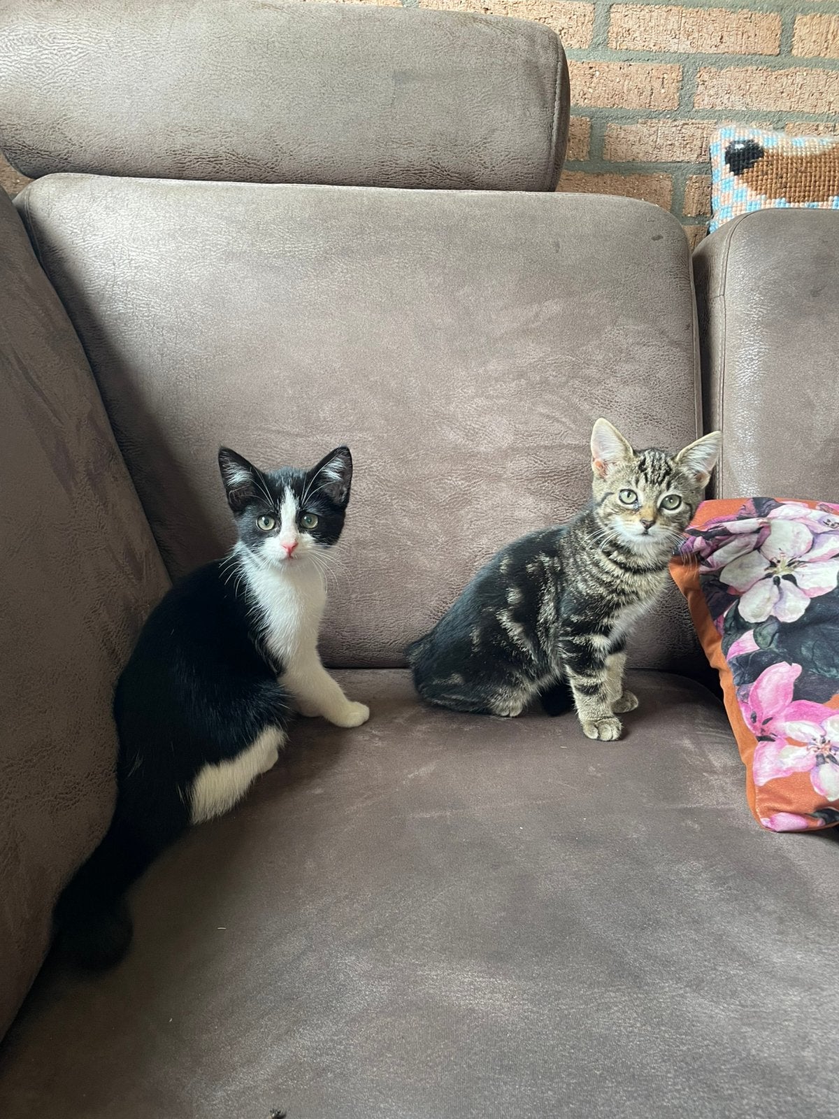 Twee lieve kittens te koop!!, Meerdere dieren, Kortharig, 0 tot 2 jaar