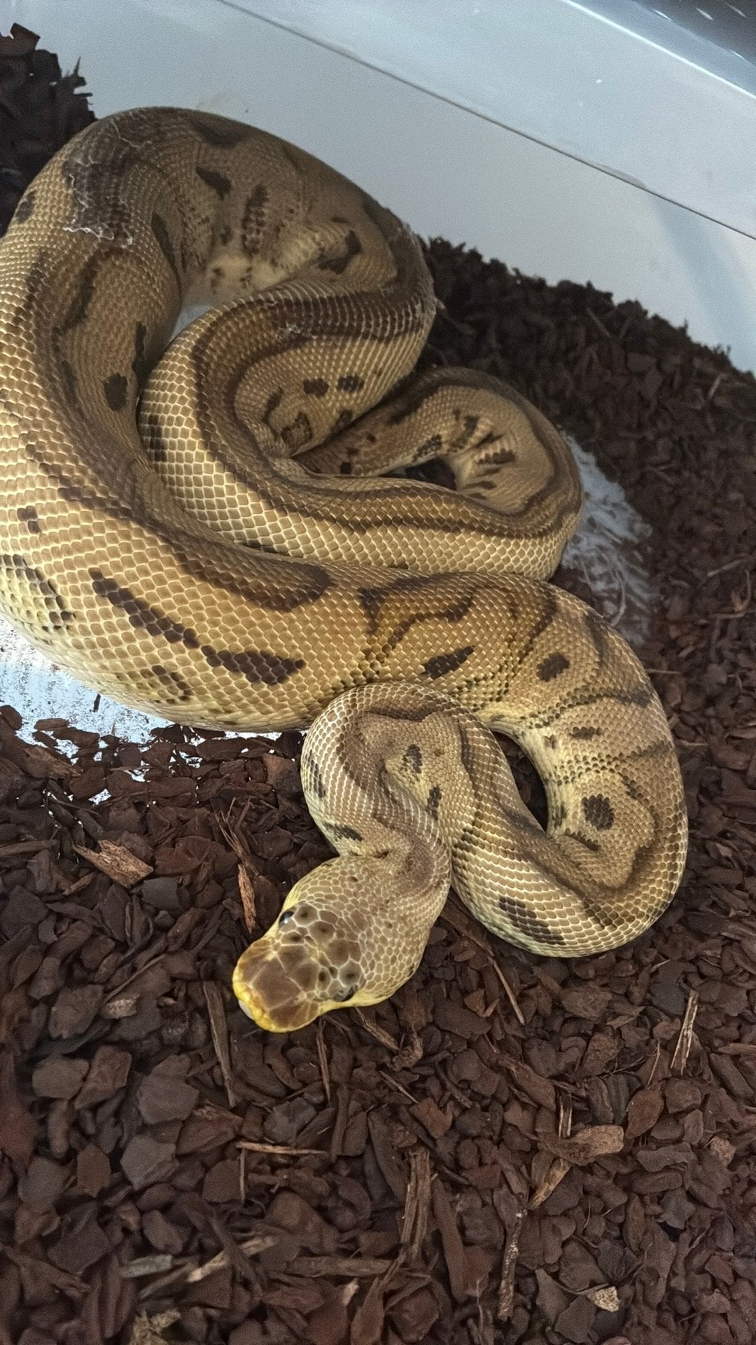 Ball python regius Ball Python photo 2