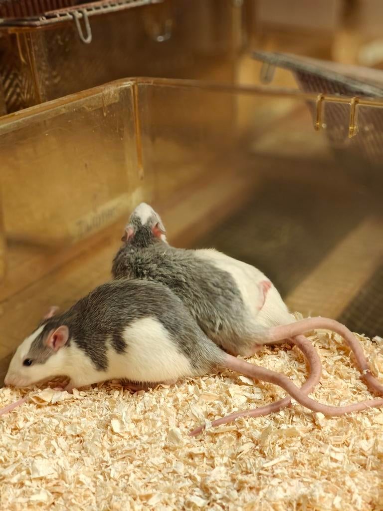 Nog 5 lieve rittens man te koop//, Dieren en Toebehoren, Knaagdieren, Rat, Maart, Mannelijk, Tam