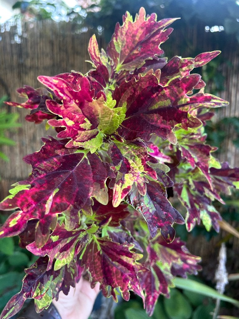 Coleus topstek✂️, Ophalen of Verzenden, Halfschaduw, Minder dan 100 cm