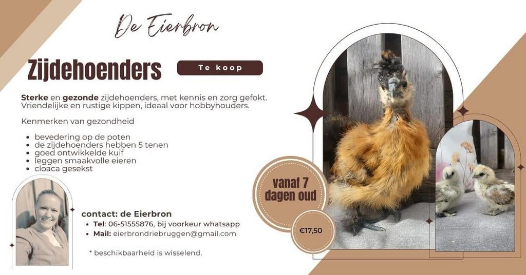 zijderhoen hennen en 1 haantje