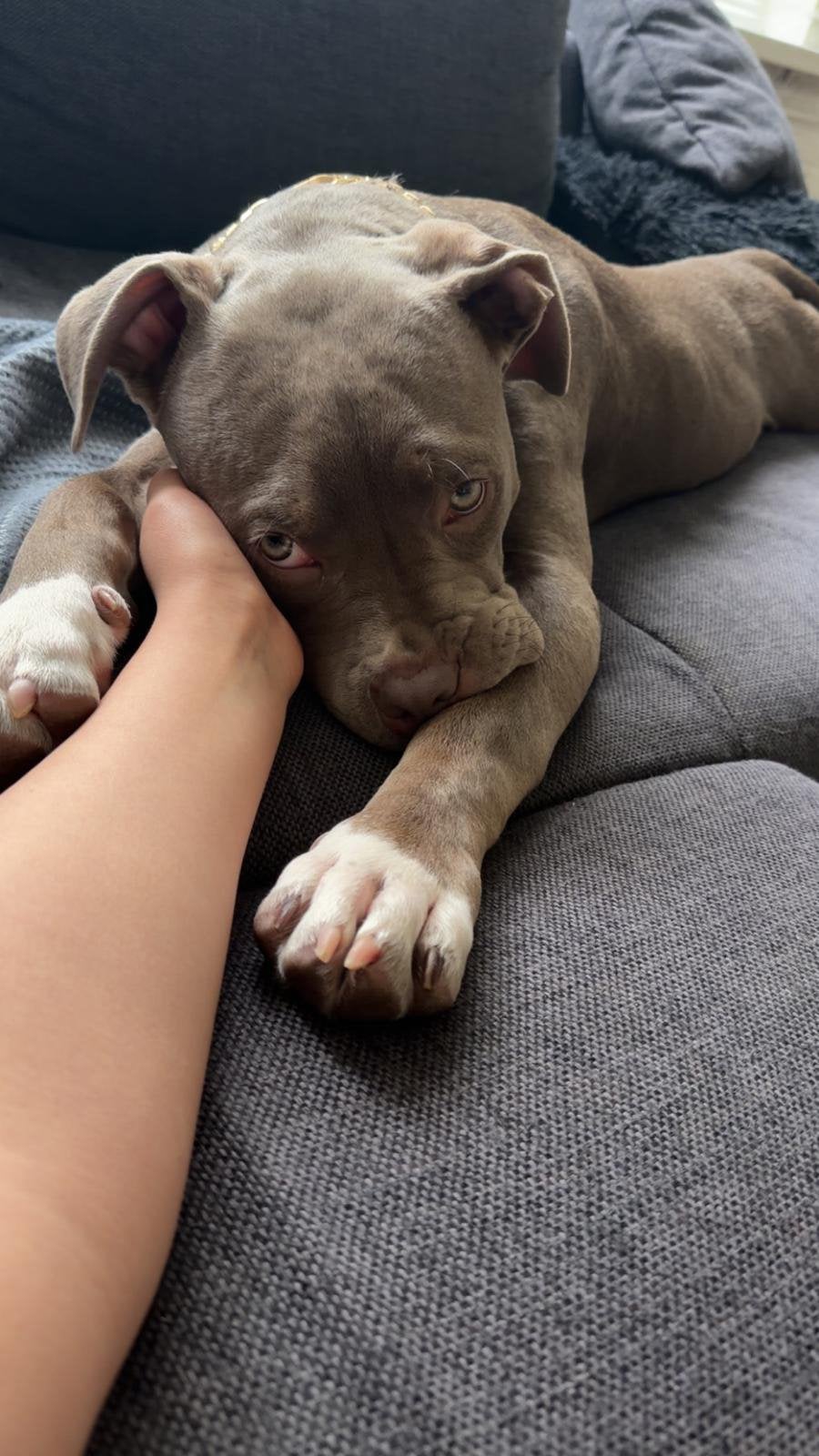 American bully XL, Parvo, 15 weken tot 1 jaar, Eén hond, Nederland