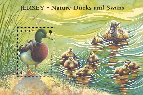 JERSEY 93 - Dieren: vogels (wilde eend), Ophalen of Verzenden, Postfris, Dier of Natuur