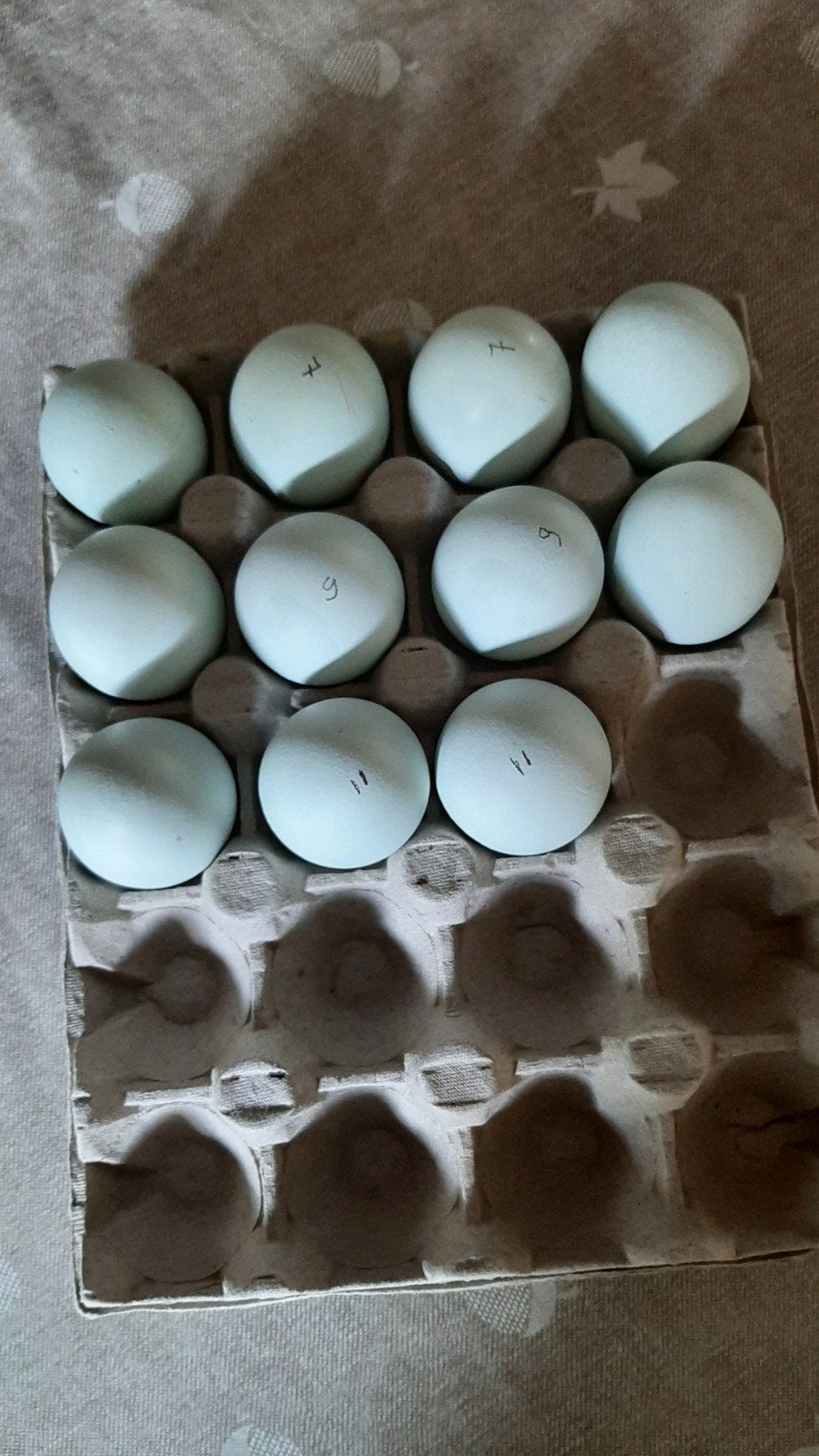 Broedeieren Aracauna vanaf €0,70, Dieren en Toebehoren, Pluimvee, Geslacht onbekend, Kip