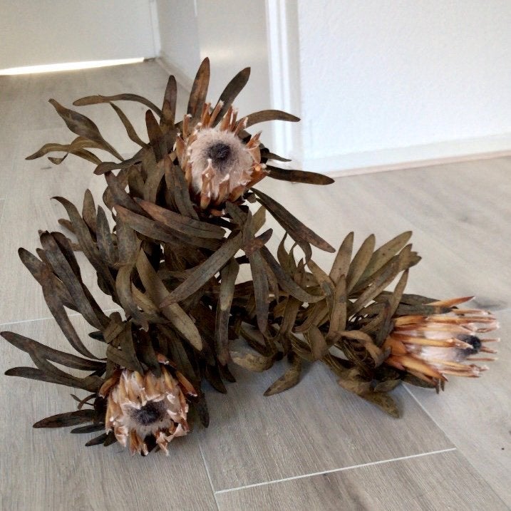 3x XL droogbloem protea 75cm beige zalm roze nude bloemen, Ophalen