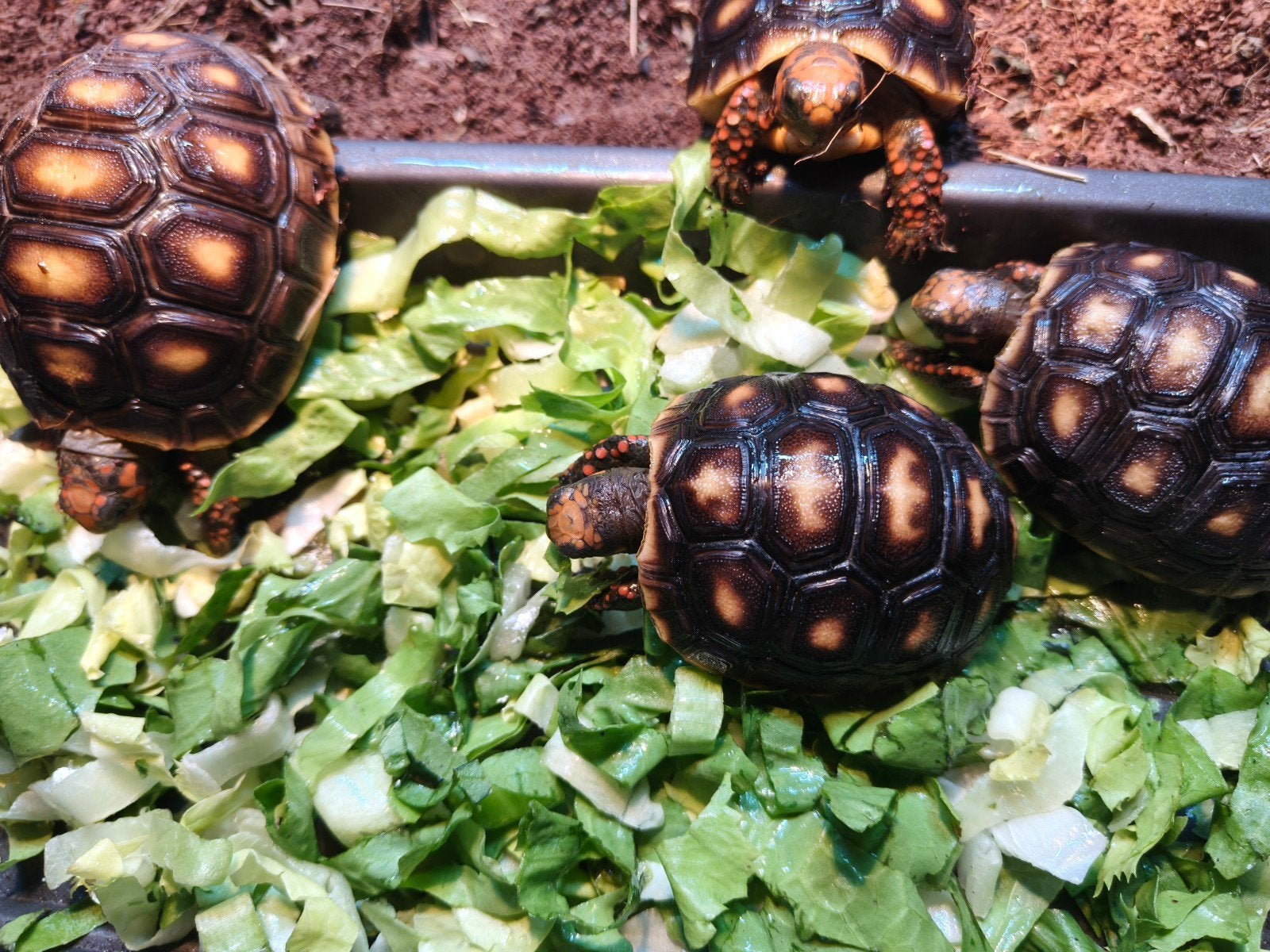 kolenbranderschildpadjes, Dieren en Toebehoren, Schildpad, 0 tot 2 jaar