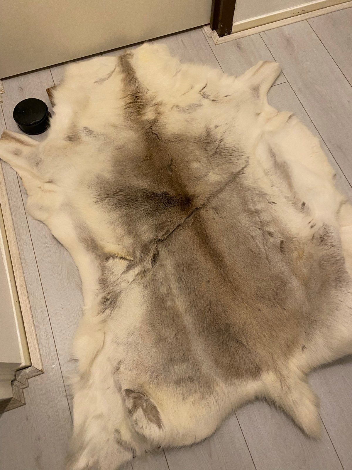 Prachtig rendiervel - Decoratief en warm, Gebruikt, 100 tot 150 cm, Wit, Overige vormen