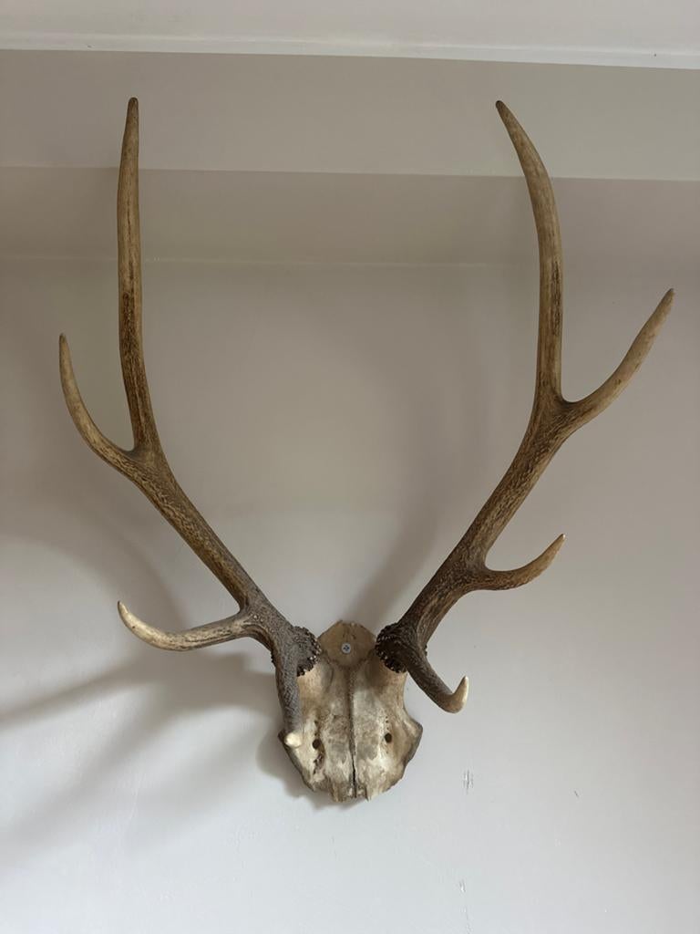 Groot hertengewei op schedel - Decoratief item, Verzamelen, Dierenverzamelingen, Ophalen, Zo goed als nieuw