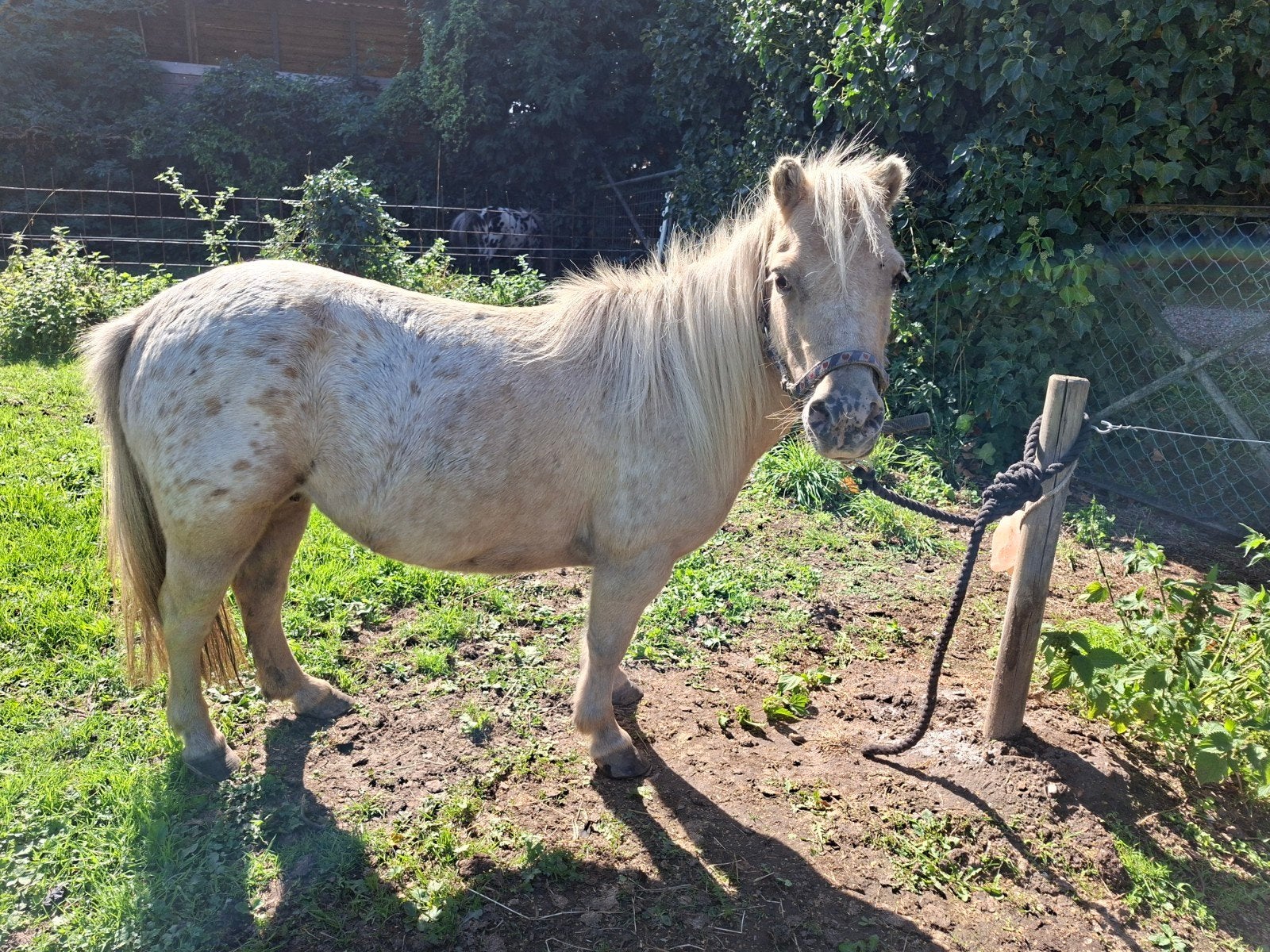 appaloosa palomino gestipte merrie en nmprs merrie, Merrie, A pony (tot 1.17m)