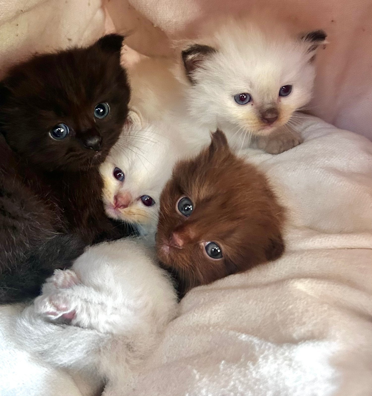 🩷unieke ragdoll kittens met stamboom kampioenslijn🩷!, Meerdere dieren, Gechipt