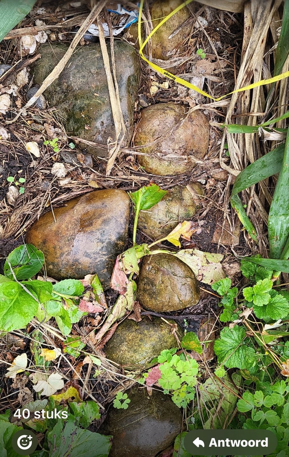 50 oude zwerfkeien/veldkeien- mooie grote natuurstenen, Ophalen of Verzenden, Gebruikt, Multi, Kei