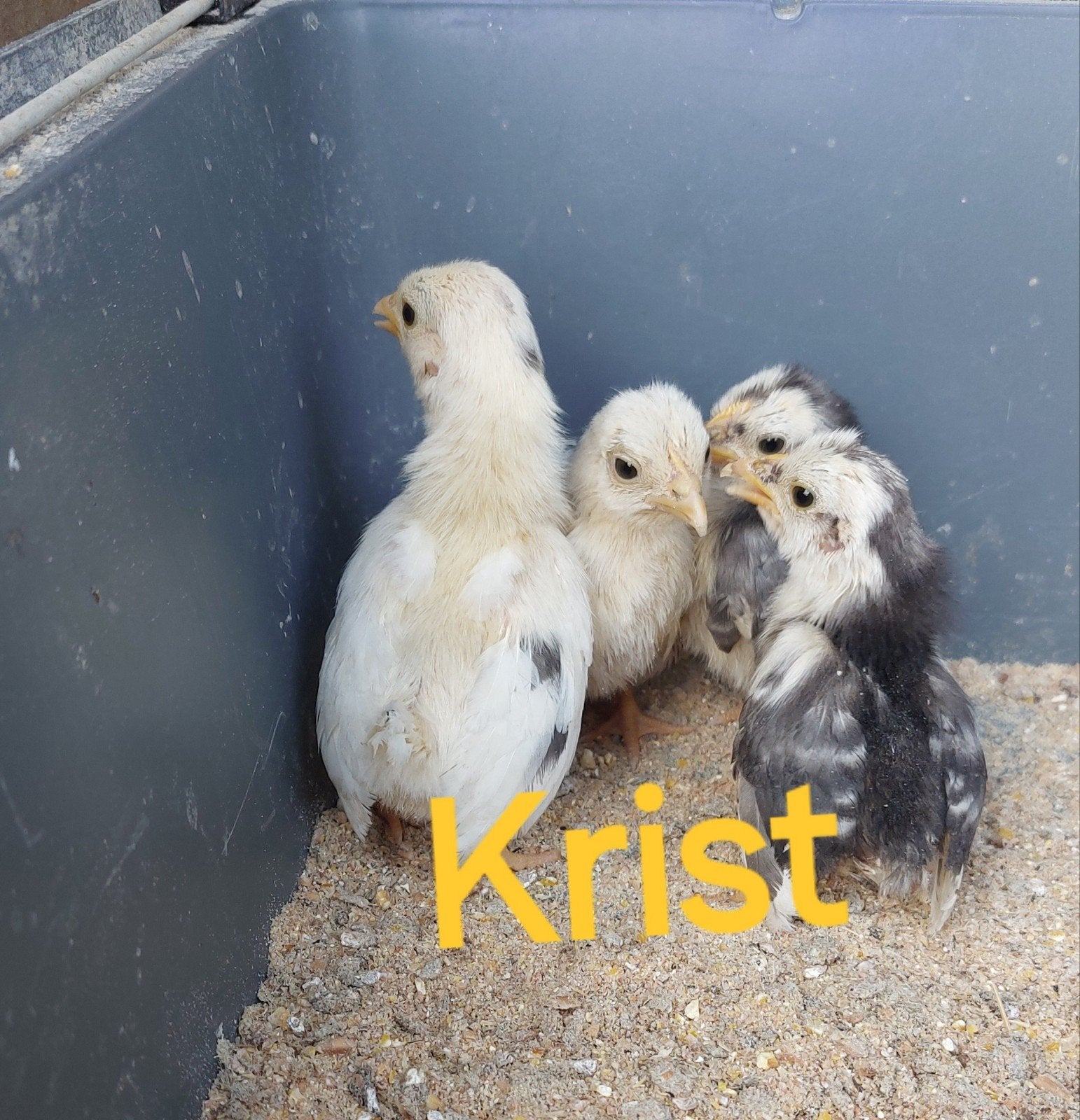 Japanese krielen / chabo kuikens, Dieren en Toebehoren, Pluimvee, Meerdere dieren, Kip