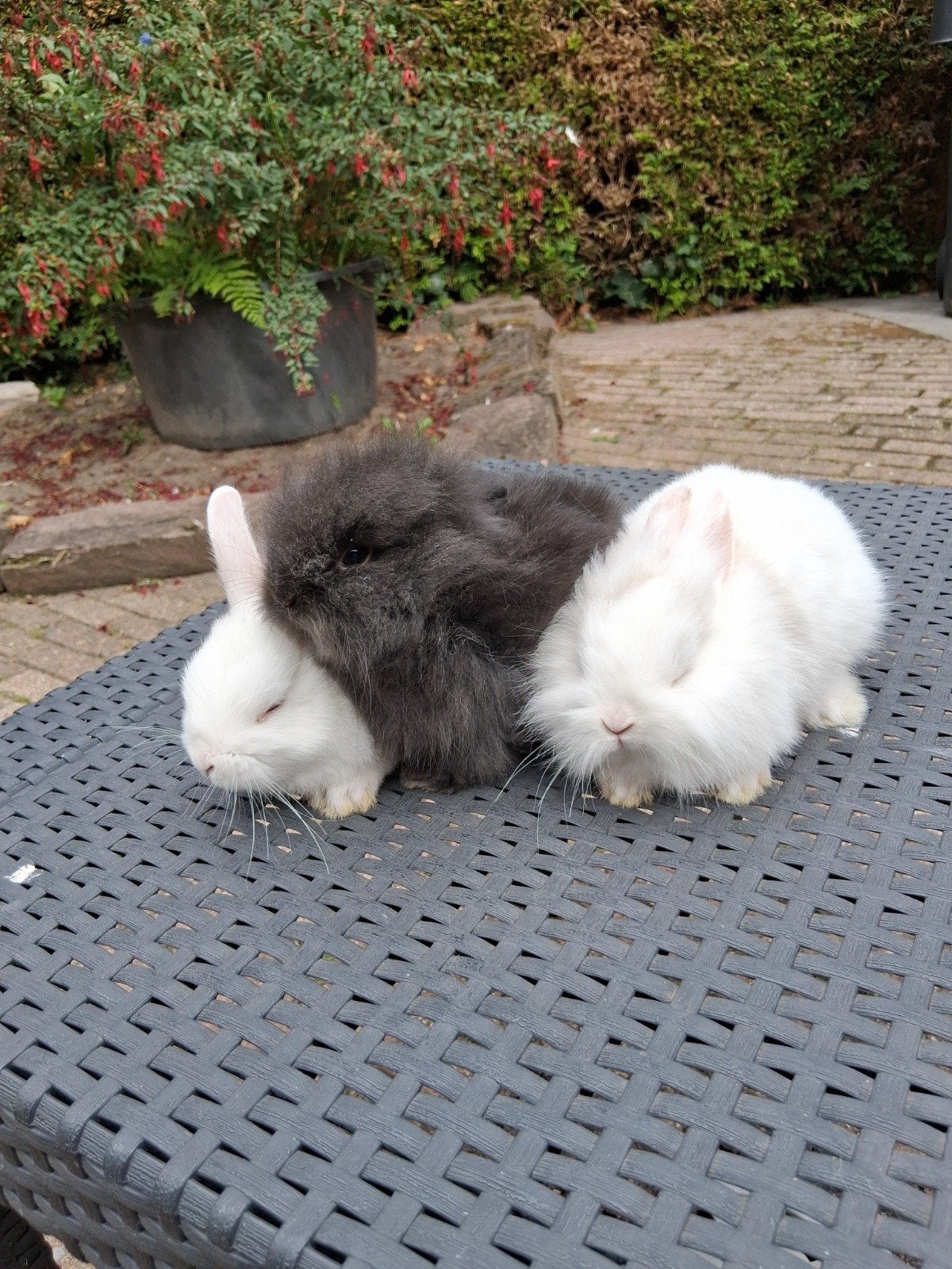 teddy dwerg leeuwtje konijnen, Dieren en Toebehoren, Konijnen, Meerdere dieren, Dwerg