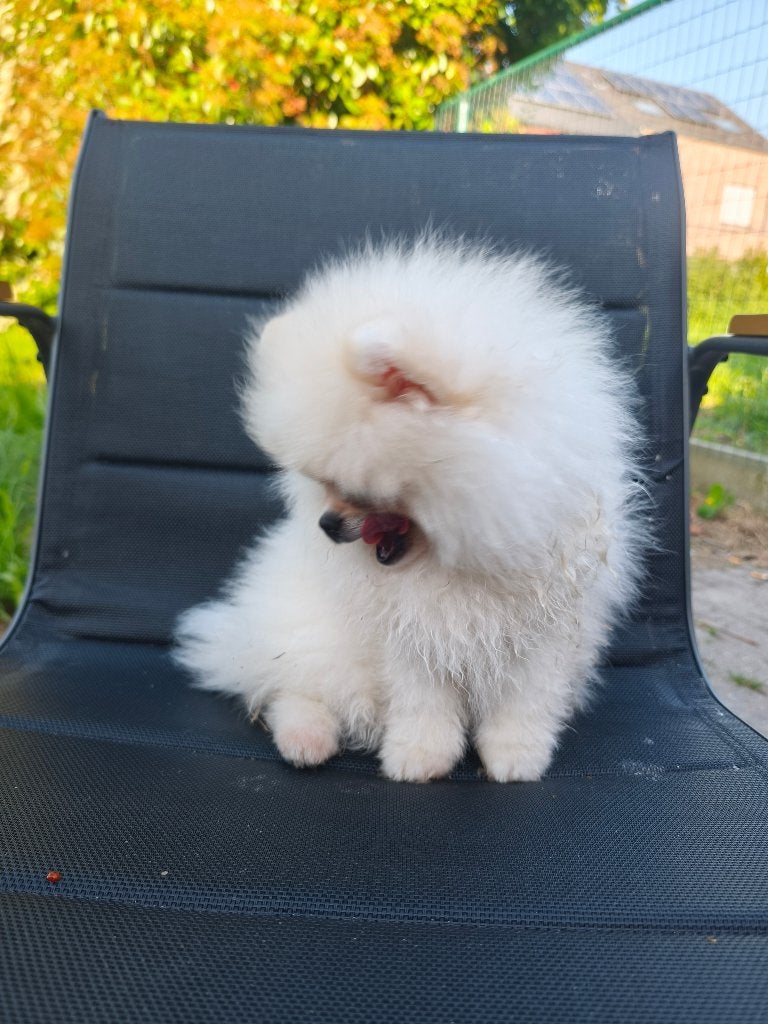 Pommerian pups, Particulier, Keeshond, Reu, 8 tot 15 weken