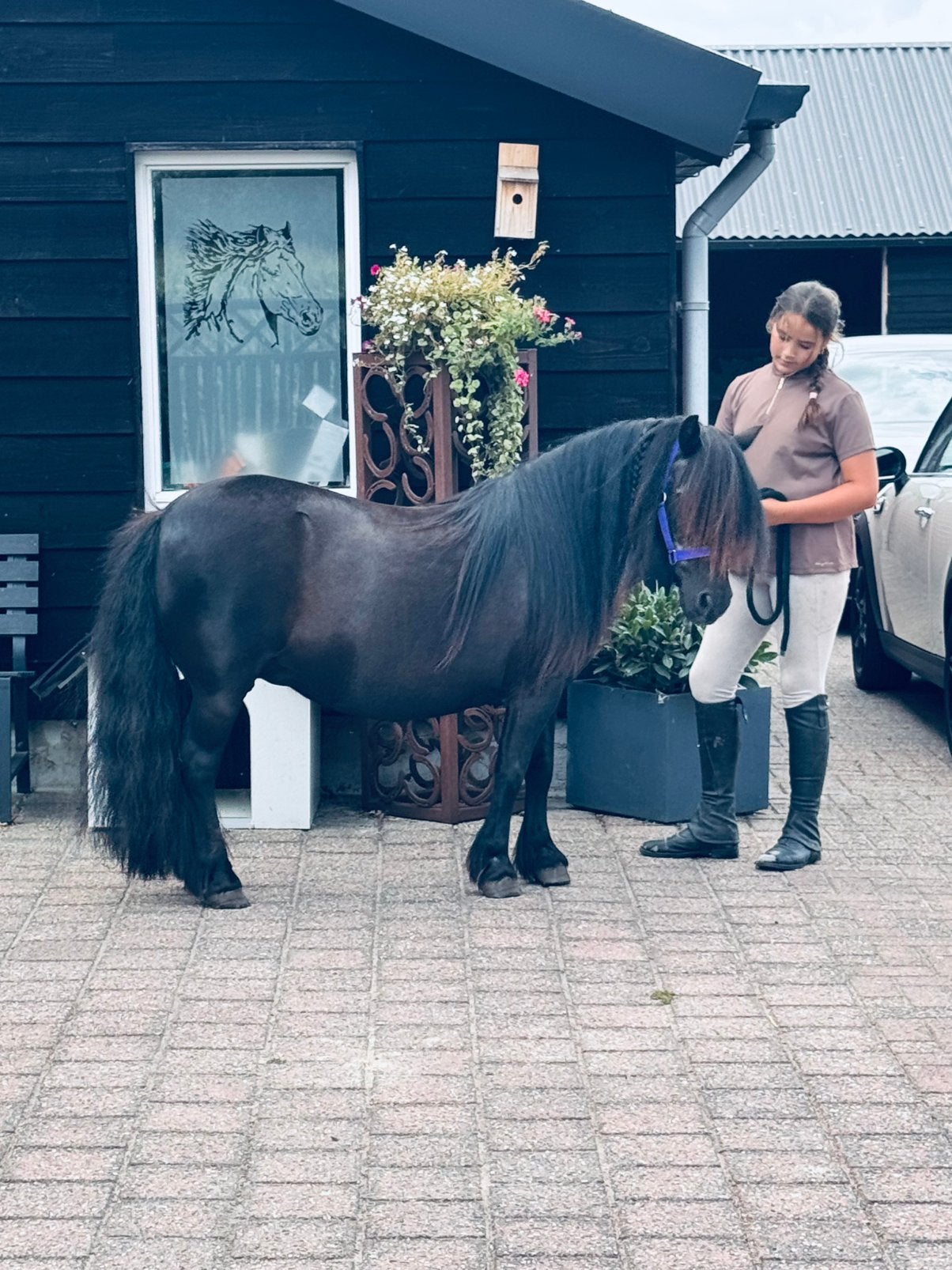 ❤️🎁Prachtige kroonmerrie een juweeltje❤️❣️super groot!!, Dieren en Toebehoren, Pony's, Merrie, Met stamboom, Niet van toepassing
