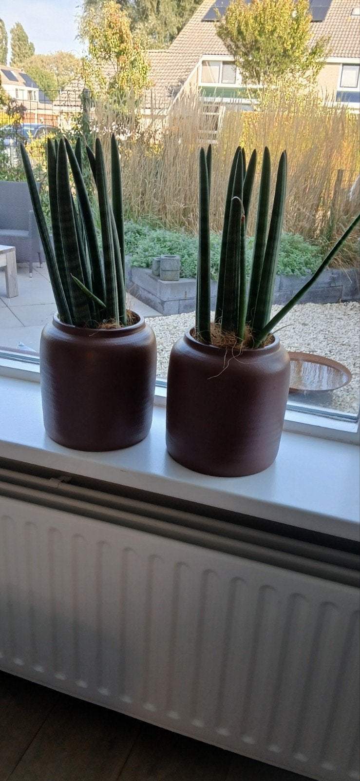 Plant met pot bruin, Huis en Inrichting, Ophalen, Halfschaduw, Minder dan 100 cm
