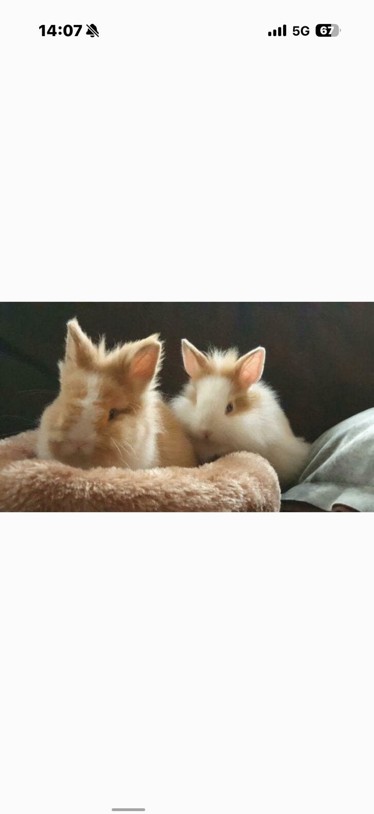 Kindvriendelijke dwergjes, leeuwenkopjes, fluffies+vosjes, Meerdere dieren, Dwerg, 0 tot 2 jaar