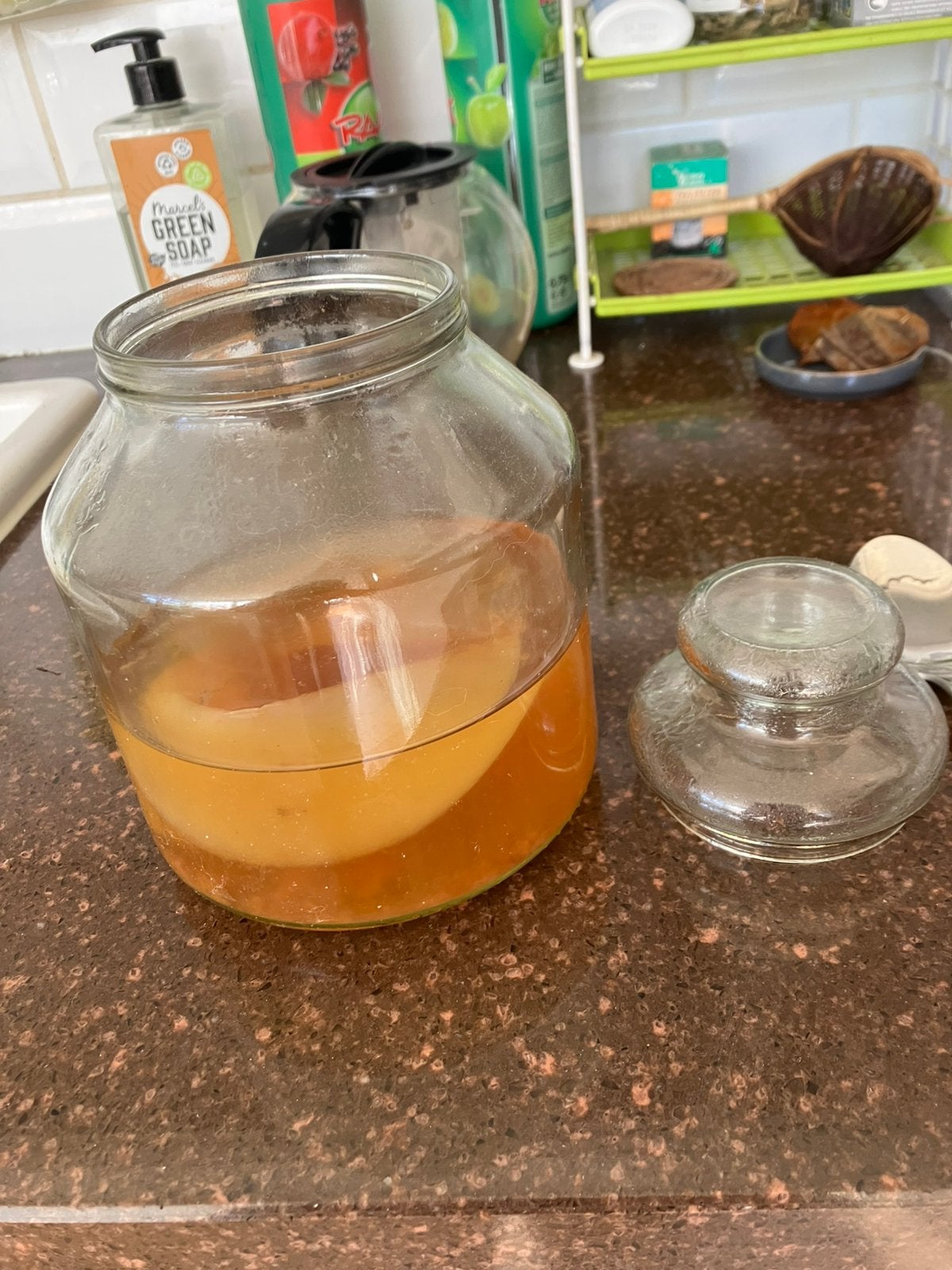 Kombucha zwam, Ophalen