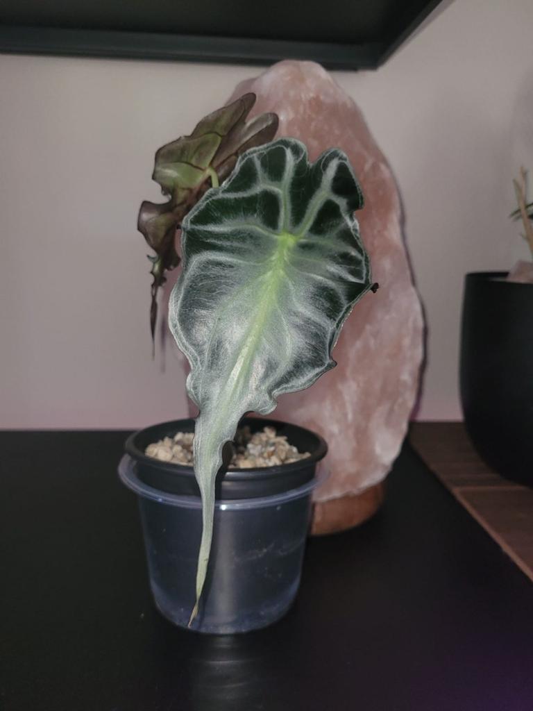 Alocasia Venom - Unieke en zeldzame kamerplant, Ophalen of Verzenden, Halfschaduw, Minder dan 100 cm
