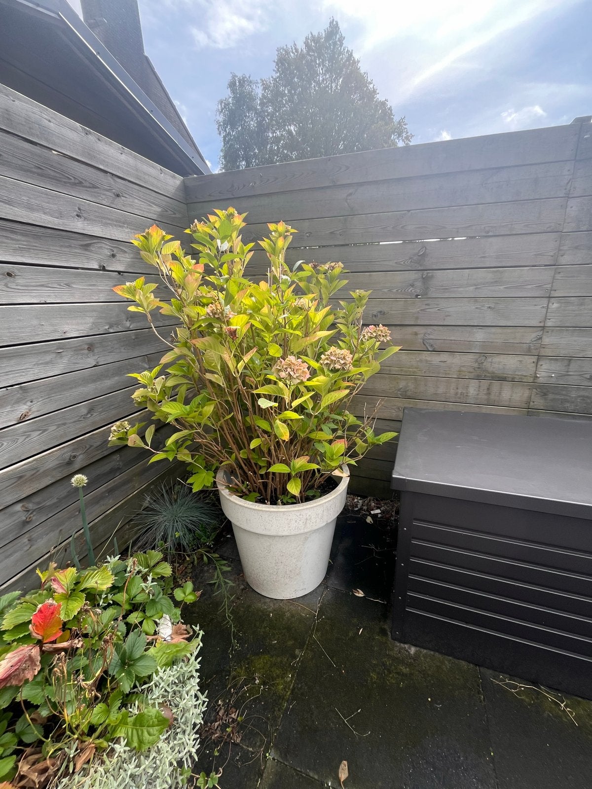 GRATIS op te halen 2 GROTE HORTENSIA in grote witte pot., Ophalen, Kunststof, Gebruikt, Balkon