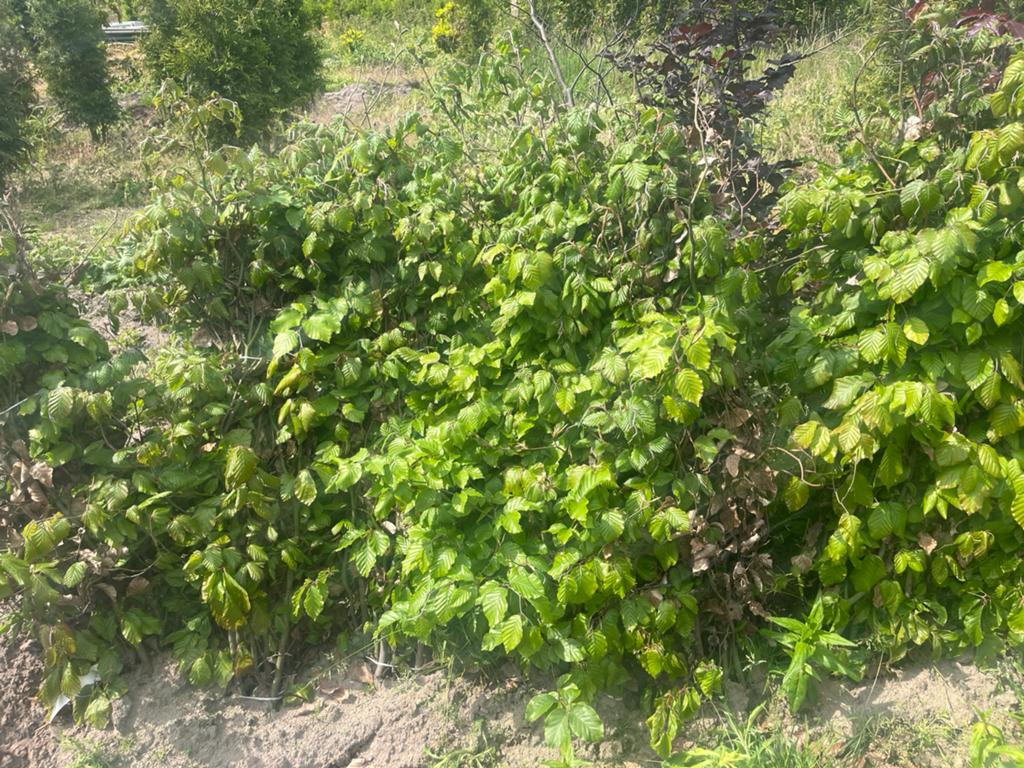 Groene beuken (fagus sylvatica) laatste van dit seizoen!, Tuin en Terras, Planten | Struiken en Hagen, Ophalen, Beukenhaag, 100 tot 250 cm