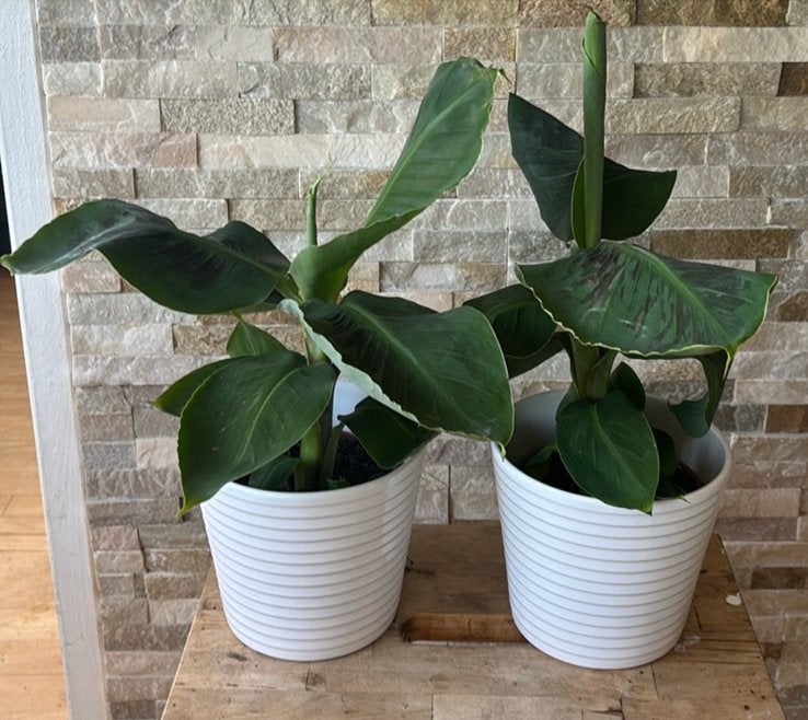 Banaan plant in pot, Overige soorten, In pot, Minder dan 100 cm, Groene kamerplant