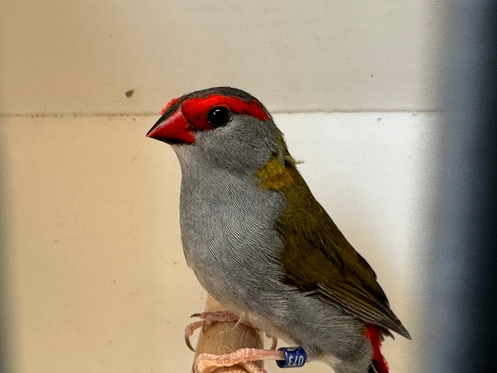 Dornastrilde, Dieren en Toebehoren, Vogels | Overige Vogels, Meerdere dieren, Tropenvogel, Geringd