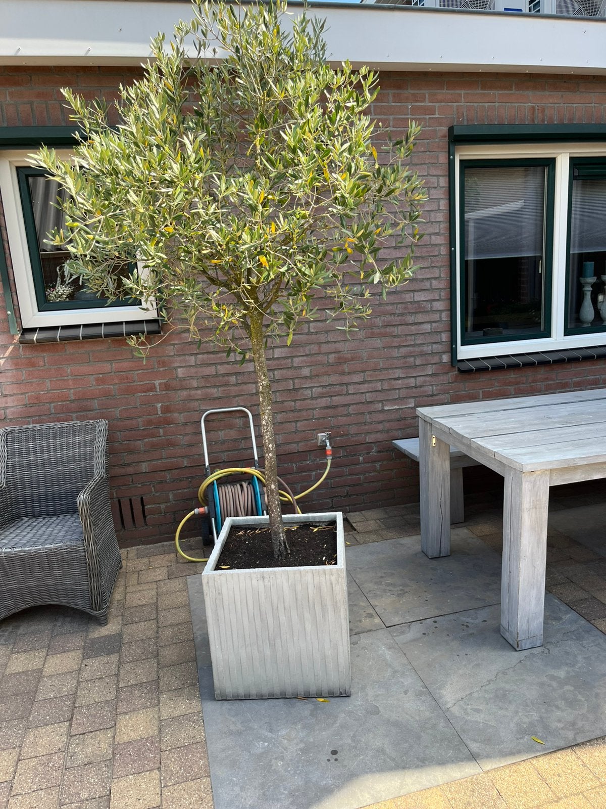 Olijfboompje in plantenbak, Tuin en Terras, Planten | Bomen, Bloeit niet, 100 tot 250 cm, Olijfboom, Ophalen