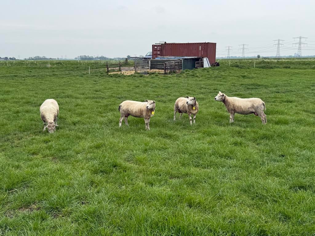 4 Mooie texelaar/swifter fokschapen!!, Dieren en Toebehoren, Vrouwelijk, Schaap