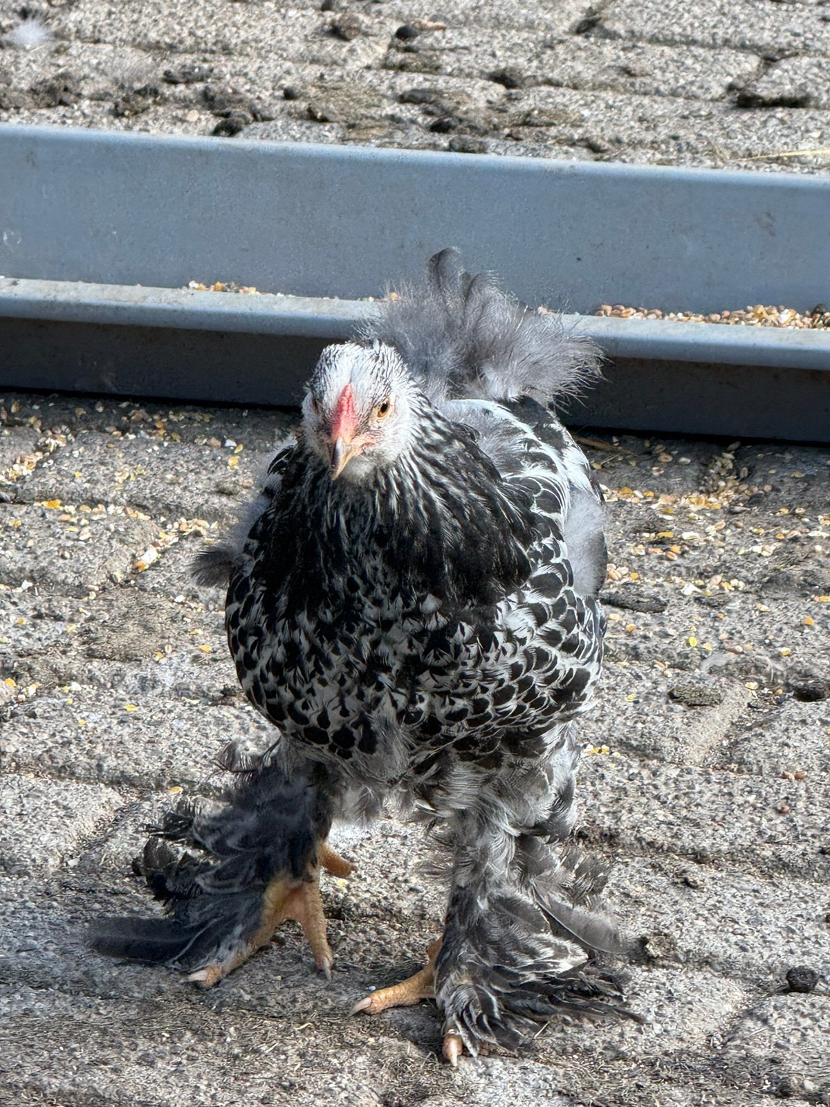 Brahma zilverpatrijs, Dieren en Toebehoren, Mannelijk, Kip