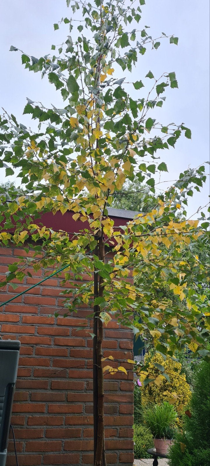 Berk boom, Bloeit niet, Overige soorten, Ophalen, Volle zon