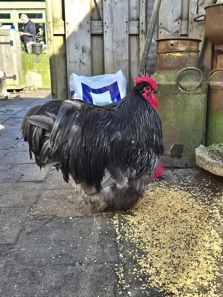 Broedeieren orpington groot blauw gezoomd en kuikens, Meerdere dieren, Kip