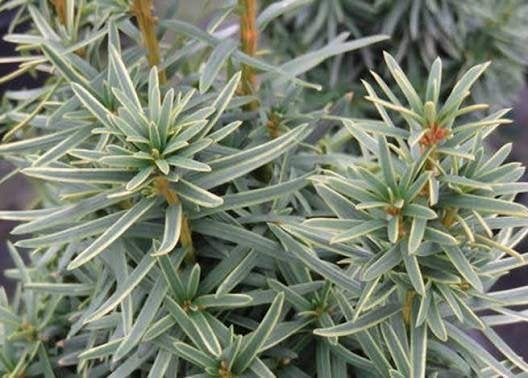 Zuiltaxus Baccata Fastigiata - Voor solitair | Opruiming!, Ophalen, Taxus, Struik, 100 tot 250 cm