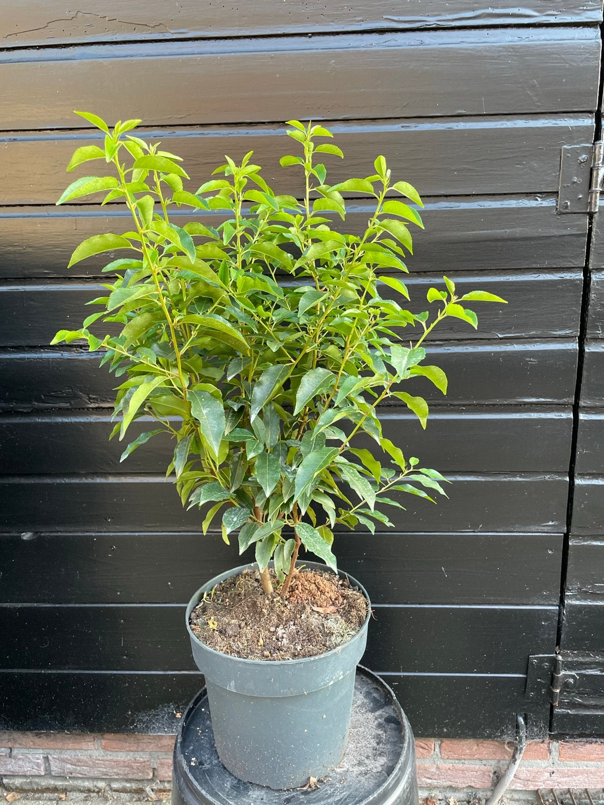 Portugese laurier, Tuin en Terras, Planten | Struiken en Hagen, Ophalen, Laurier, Haag, Minder dan 100 cm