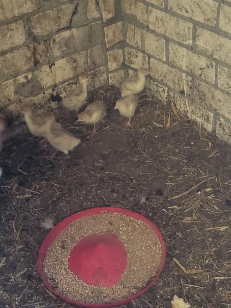 Kalkoenen, Meerdere dieren, Kalkoen