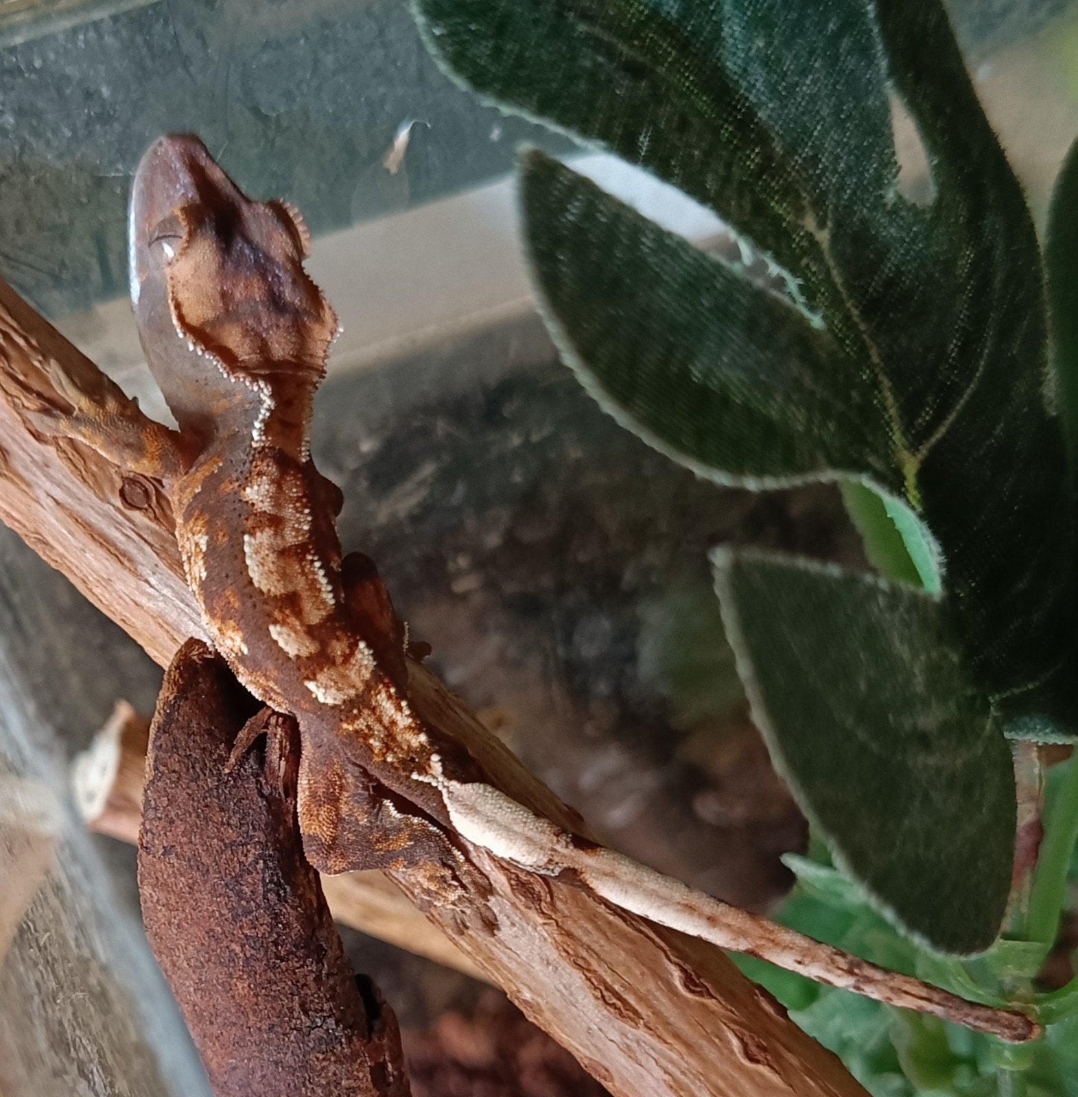 Wimpergekko nakweek 2026 harlequin Crested Gecko photo 5