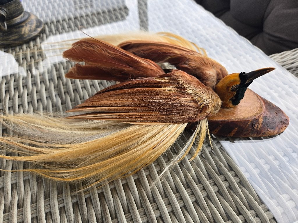 Opgezette taxidermie bird of paradise, Verzamelen, Dierenverzamelingen, Ophalen of Verzenden, Zo goed als nieuw, Vogel, Opgezet dier