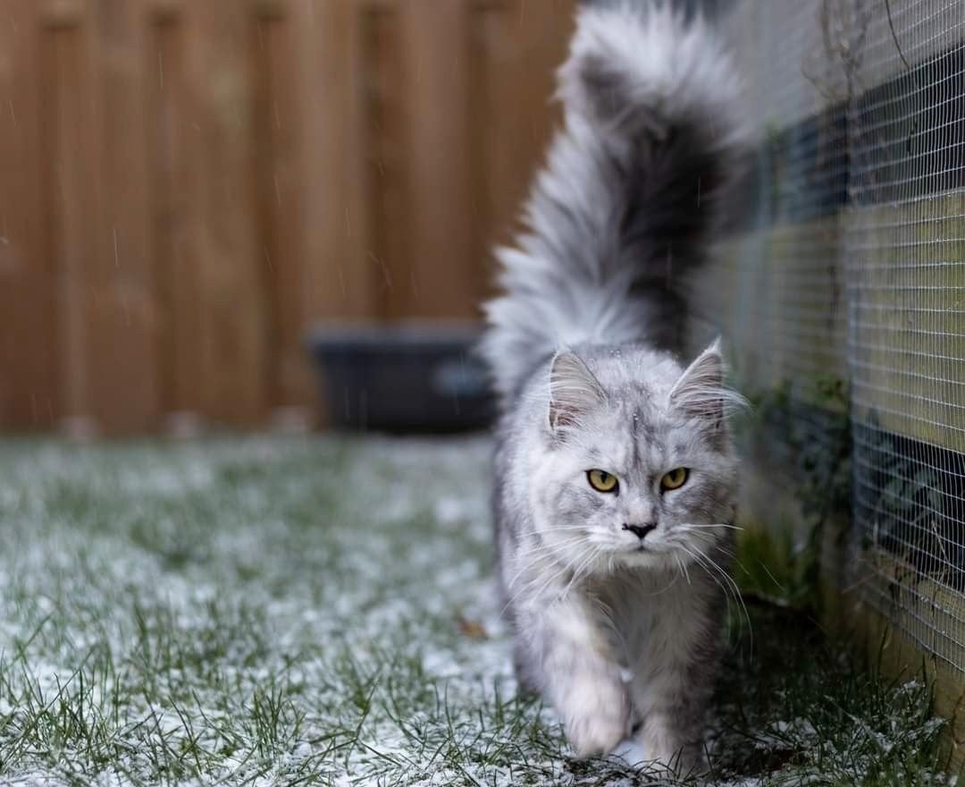 Lieve Maine Coon met dochter als herplaatser., Poes, Met stamboom, 0 tot 2 jaar