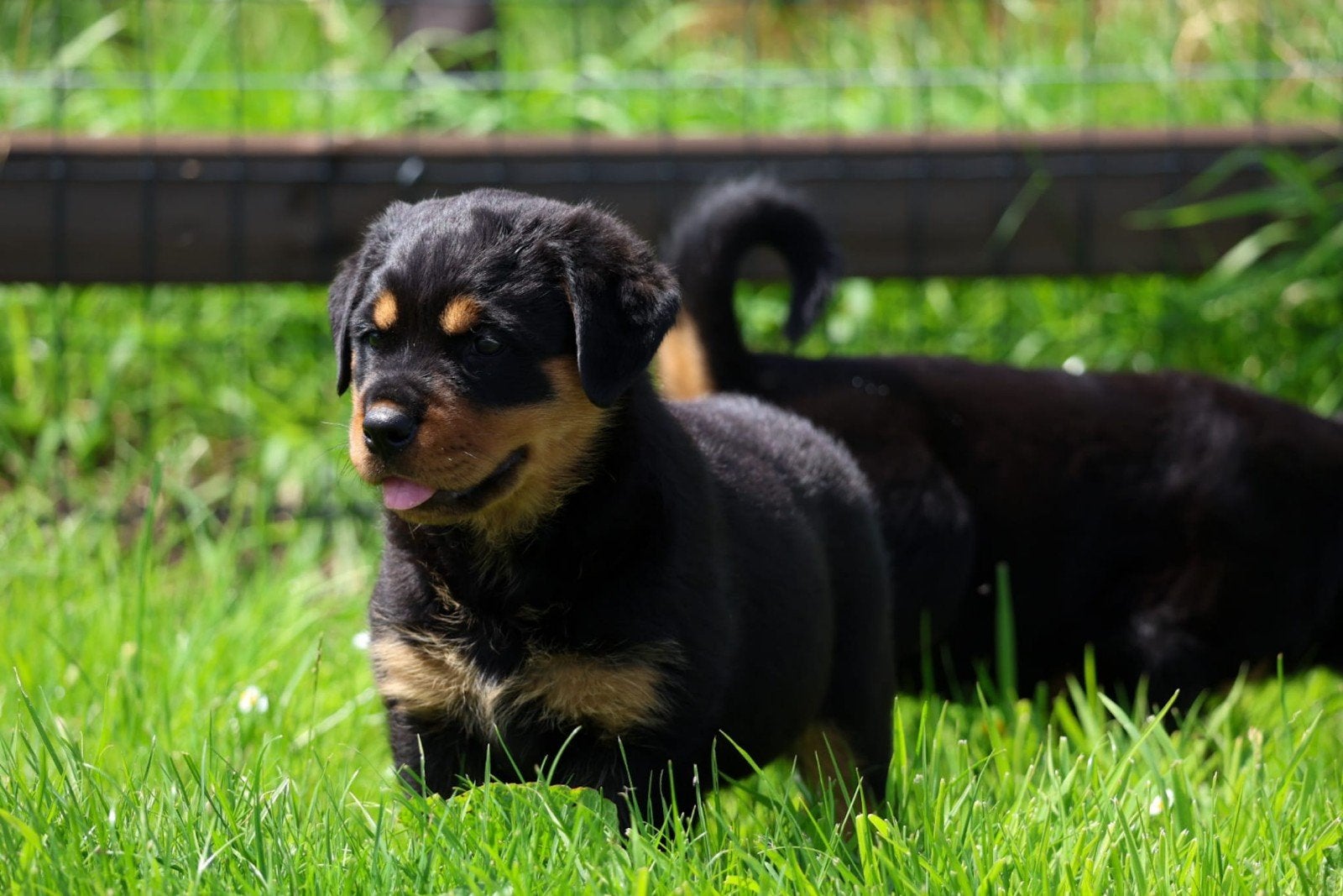 Rottweiler pups van de boerderij!, Dieren en Toebehoren, 8 tot 15 weken, Parvo, Meerdere, Meerdere dieren